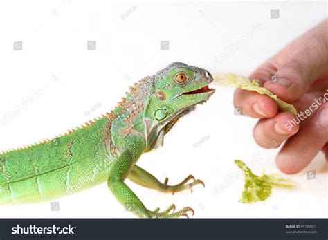 Iguana Iguana Iguana Eats Green Sheet Stock Photo 95789971 - Shutterstock