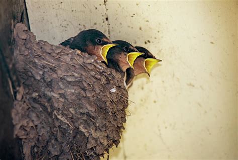 Three Baby Birds In A Nest Calling To Photograph by John Short / Design Pics - Fine Art America