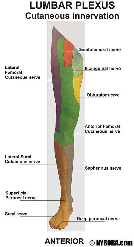 Obturator Nerve Function