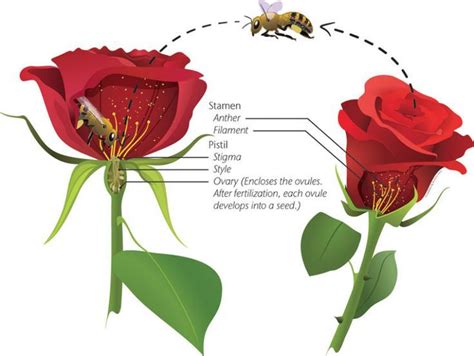 Anatomy of a Rose: A Guide to the Parts of a Red Rose