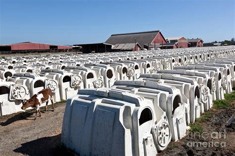 Calf Hutches Photograph by Inga Spence - Pixels