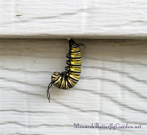 Where To Look For A Monarch Chrysalis In The Butterfly Garden