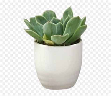 #sticker #aesthetic #green #cute #plants #png #use - Aesthetic Plant Png, Transparent Png - vhv