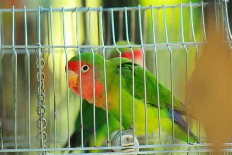 Do Birds Make Good Pets? Types, Pros & Cons | Pet Keen