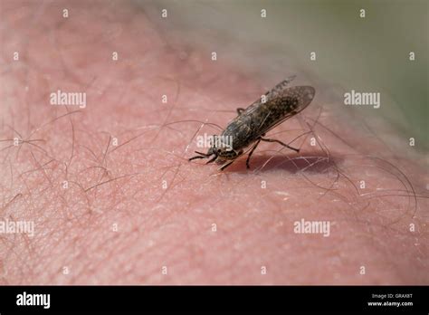 Warble fly hi-res stock photography and images - Alamy