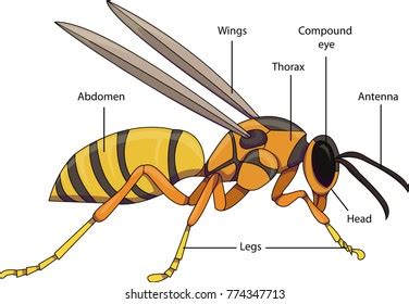 388,087 imágenes de Eyes insects - Imágenes, fotos y vectores de stock | Shutterstock