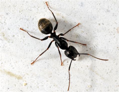 How to Get Rid of Carpenter Ants - 2024 Guide - DemotiX