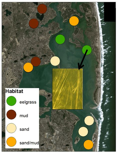 What is a benthic habitat map? | Center for Coastal Studies