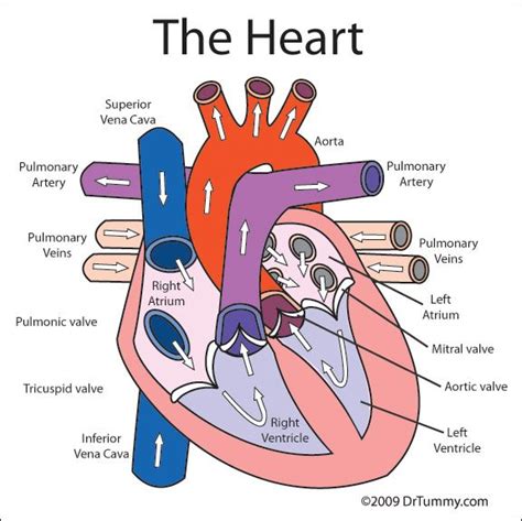 heart for kids | ... here to save or print a color diagram of heart anatomy (PDF format ...