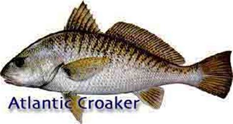 Information on Atlantic Croaker Fish Species.