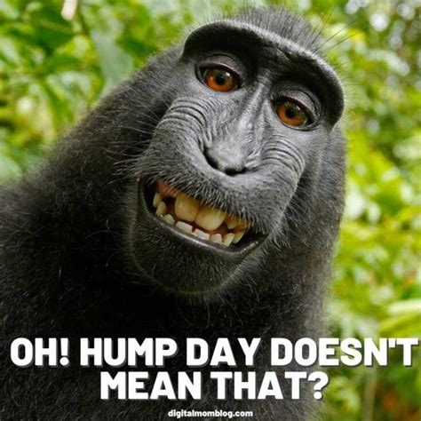 30 Hump Day Memes To Help You Laugh Thru Wednesday