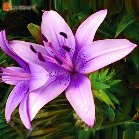 Purple Lily Promotion-Shop for Promotional Purple Lily on ... | Lily seeds, Lily plants, Flower ...