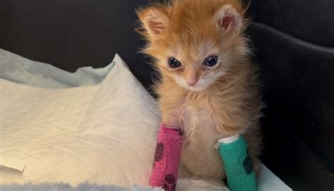 Utah-based viral kitten 'Tater Tot' dies suddenly