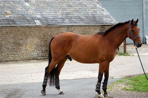 What Is A Gelding? - Horse Gazette