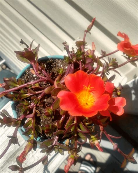 The last post I made showing portulacas got quite the reception here's ...