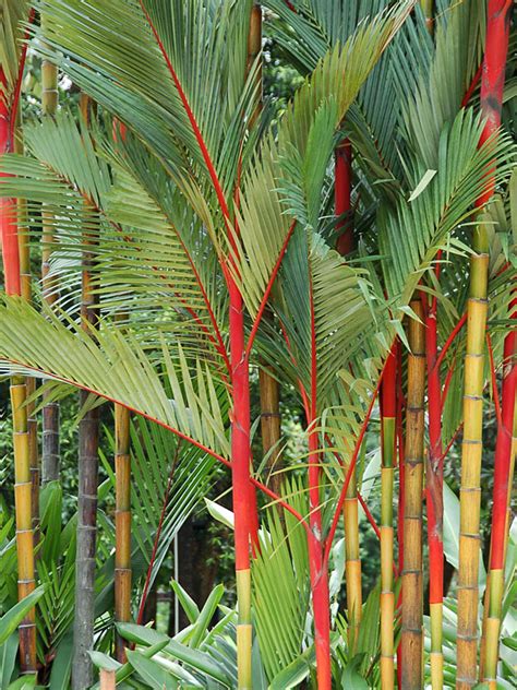 Red Lipstick Palm Tree (cyrtostachys renda) – Urban Palms