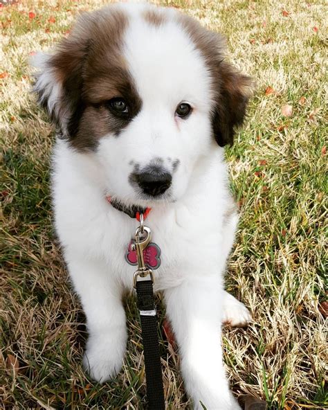 Great Pyrenees & Australian Shepard mix named Ella | Australian ...