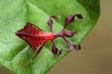 Nature Photography - Other Bugs & Insects: Leaf Insect (Phyllium sp.)