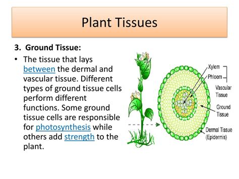 PPT - Plants: Structure & Function PowerPoint Presentation, free download - ID:1560526