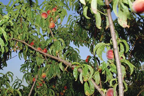 Georgia Peach Council Promoting Its Fruit in a Variety of Ways | Shelby ...