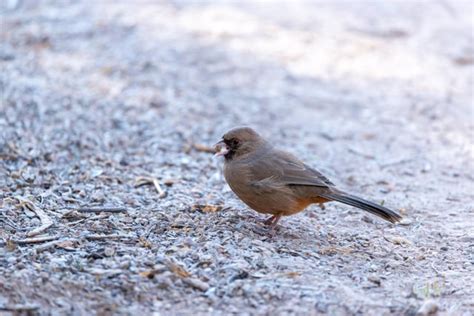 Birding at the Riparian Preserve : r/phoenix