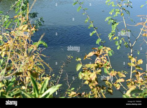 Fish pond grass carp Stock Photo - Alamy