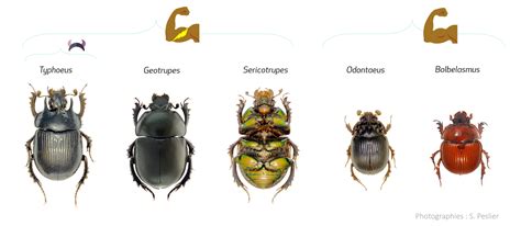 Clés d’identification – ScaraB'Obs