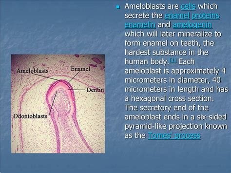 PPT - Enamel : Composition , Formation , and Structure PowerPoint Presentation - ID:2044856