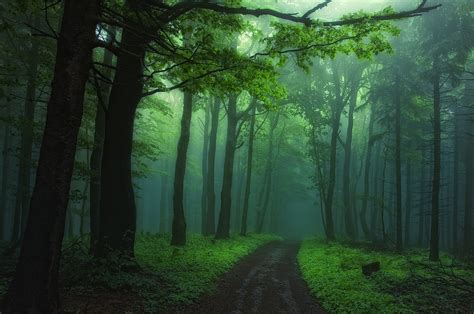 Misty Green Forest Path - HD Wallpaper by Janek Sedlář