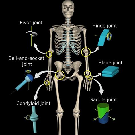 Types of Joints: A Detailed Classification Guide Muscle and Motion