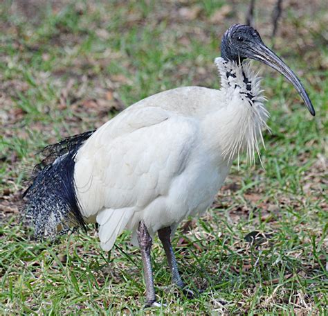 Australian White Ibis | Sydney, Australia 22-July-2014 The A… | Flickr