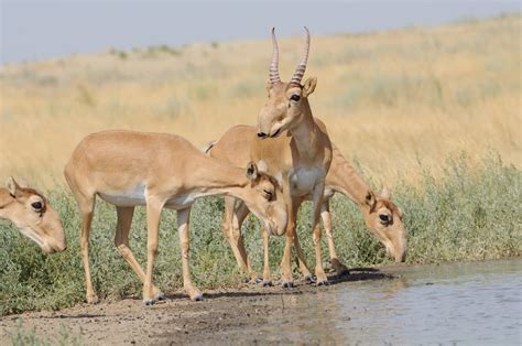 Saiga Antelope Facts | CRITTERFACTS