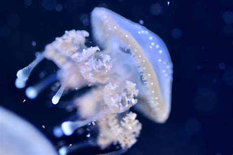 Closeup of Jellyfish · Free Stock Photo