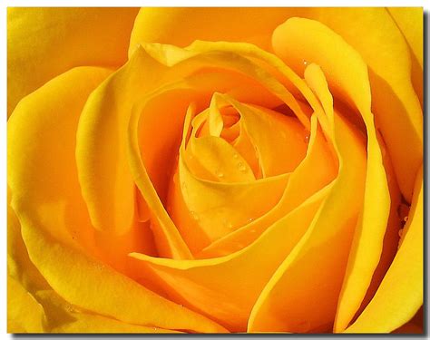 Yellow Flowers Wallpapers | HD Background Images | Photos | Pictures ...