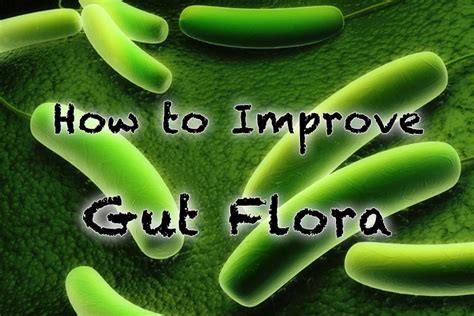 How to Improve Gut Flora - Healthy Focus