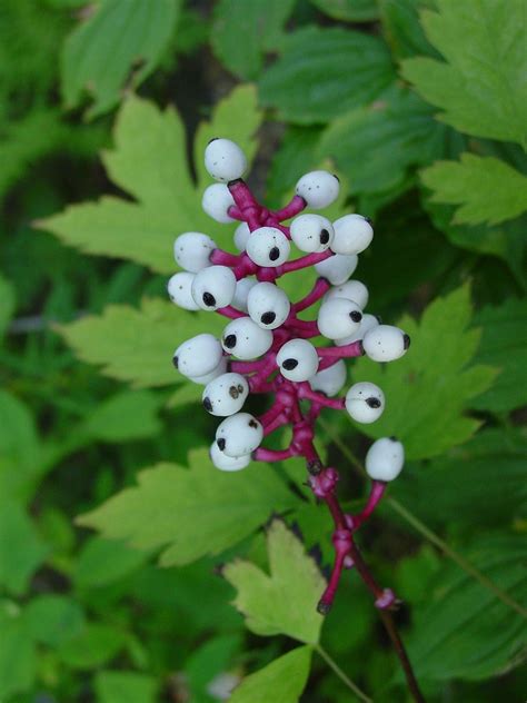 Achaea pachypoda, White Baneberry | Plants, Poisonous plants, Foliage plants