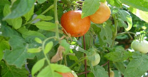 Understanding our tomato season