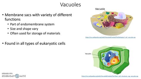 Vacuole In Plant Cell