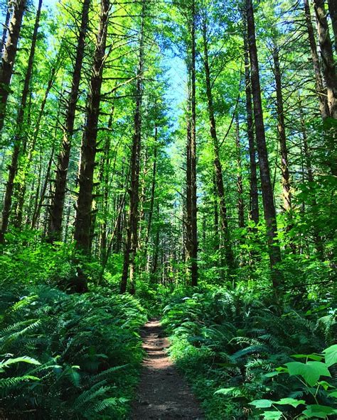 Tillamook State Forest Oregon - Free photo on Pixabay