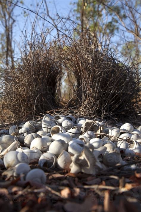 Image of Bowerbird nest decorated with white shells - Austockphoto