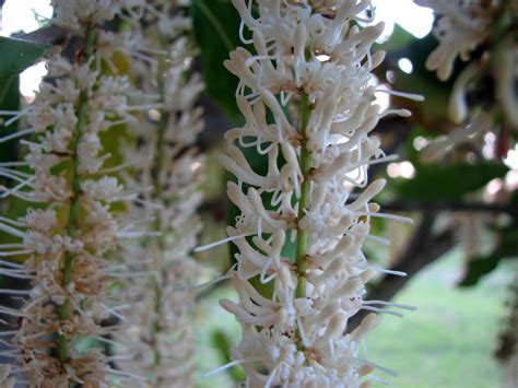 Native Plant Photography: Macadamia Nut Flowers Macadamia integrifolia