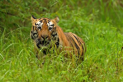 Tadoba Andhari Tiger Reserve- Maharashtra - placestovisitindia.in