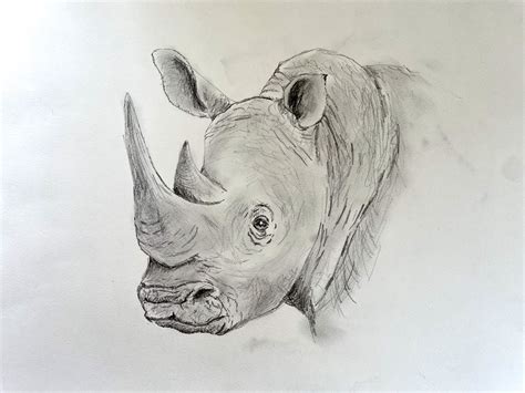 Rhinoceros Drawing