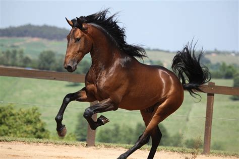 Lusitano | Horses, Reining horses, Horse wallpaper