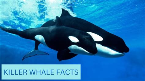 Killer Whale Facts | Anatomy, Diet, Migration and Reproduction