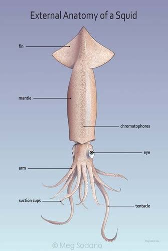 Squid (Loligo Sp.) Flashcards | Quizlet