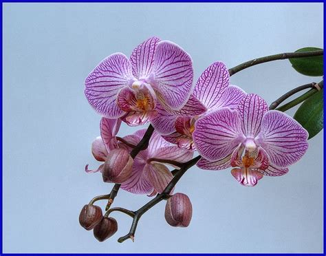 Orquídea | Beautiful orchids, Beautiful flowers, Exotic flowers