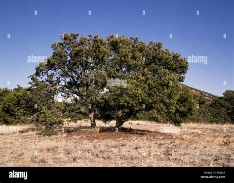 New Mexico State Tree - Asking List