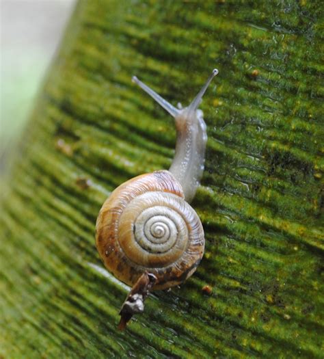 Bug Mad Girl: Roman snails and white helleborines