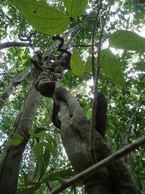 Smithsonian Insider – Scientists race to determine why vines are taking ...